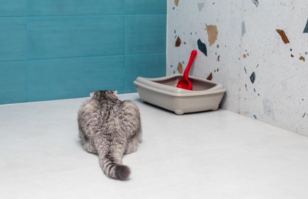 An adult cat of the British breed next to its tray