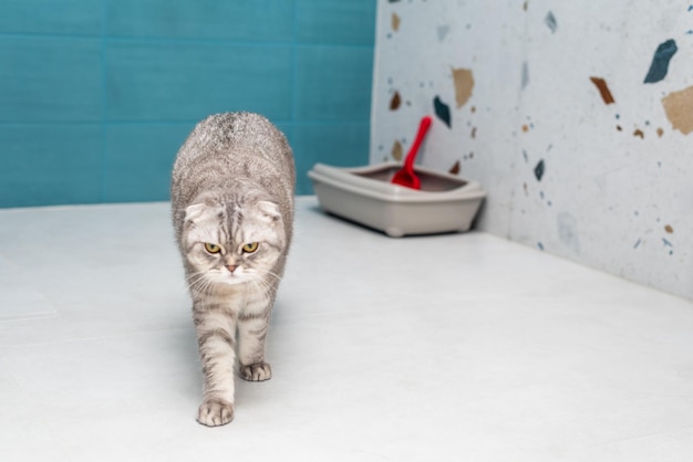 An adult cat of the British breed next to its tray