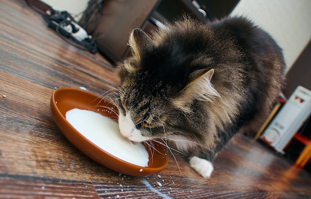Adult  cat drinking saucer full of milk.
