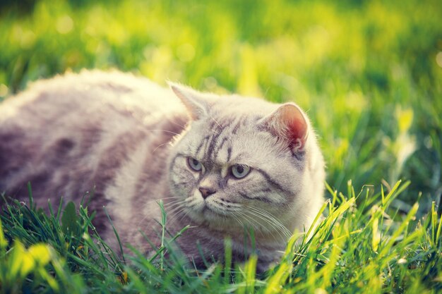 夏に庭の芝生の上に横たわっている大人の猫