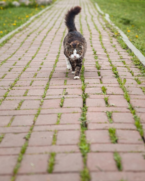 Gatto adulto che cammina lungo il sentiero con uno sguardo alla telecamera