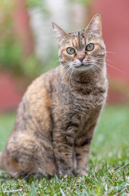 Gatto adulto con gli occhi verdi seduto in giardino che riposa e guarda la macchina fotografica.