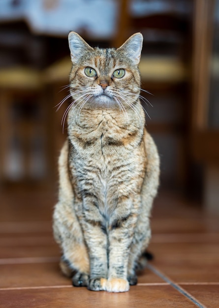 Adult cat with green eyes sitting at home resting and looking at front.