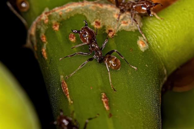 Adult Cecropia Ants