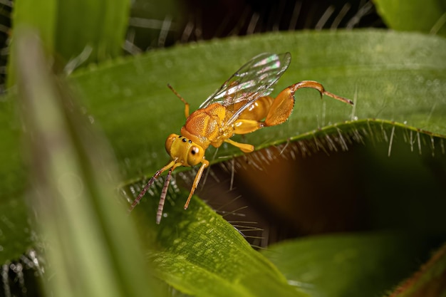 Adult Chalcidoid Wasp