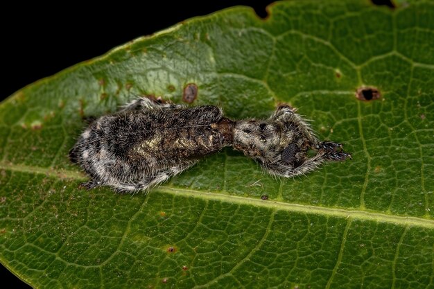 Photo adult checkered beetle of the family cleridae