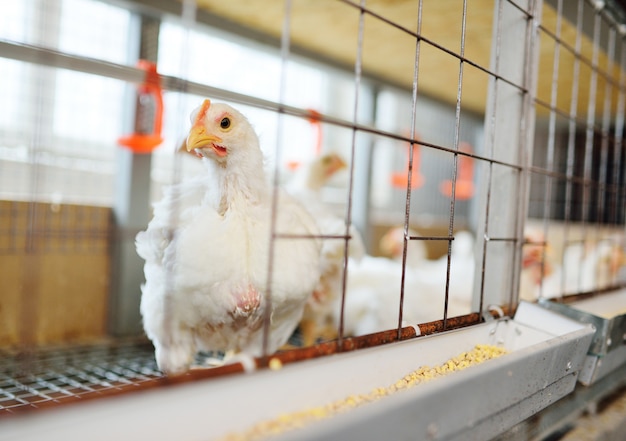 Adult chickens sit in cages and eat compound feed