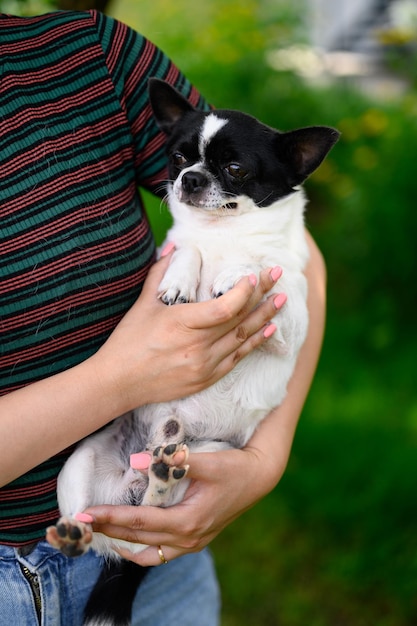 大人のチワワは、Tシャツに犬小屋のウールをはめ込んだ彼女の足で愛人の腕に横たわっています