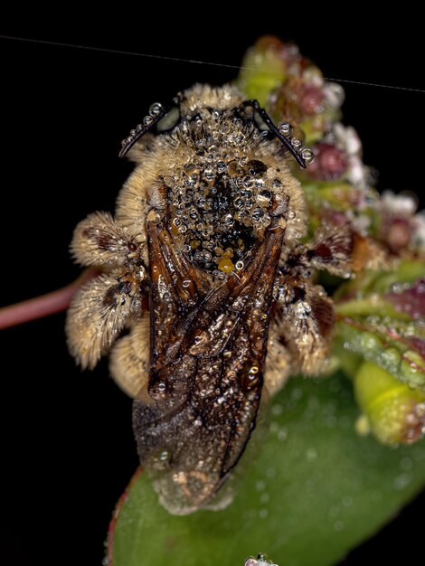 Adult Chimney Bee of the Tribe Emphorini