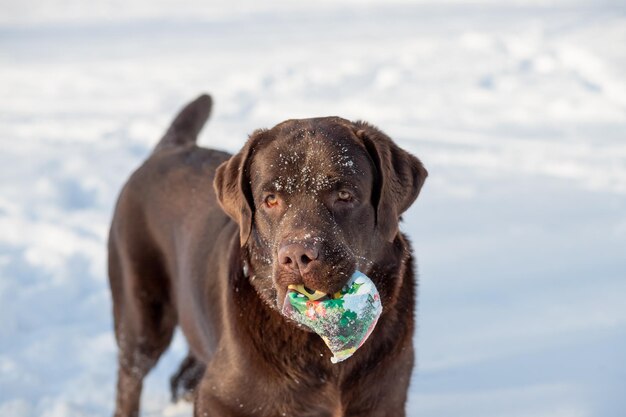 Взрослый шоколадный лабрадор сидит в снегуСмешная собака-лабрадор играет с игрушкой и бегает на улице в снегу Зимний сезон Игривый питомец на улице
