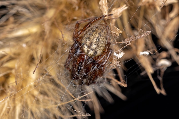 Adult Classic Orbweaver of the Genus Metazygia