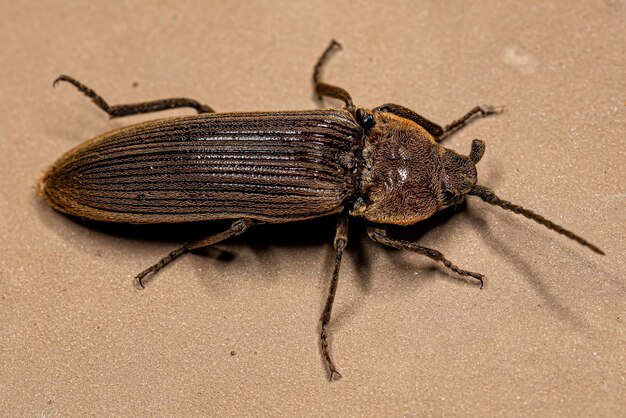 Фото Взрослый жук из семейства elateridae