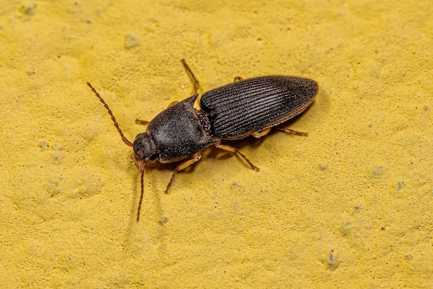 Adult Click Beetle