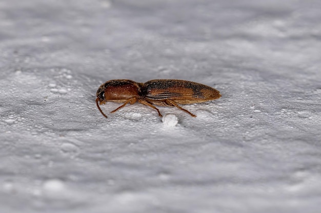 Photo adult click beetle