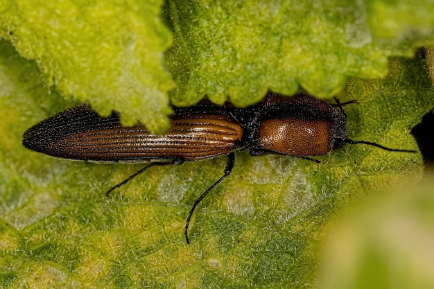 Photo adult click beetle