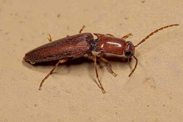 Photo adult click beetle