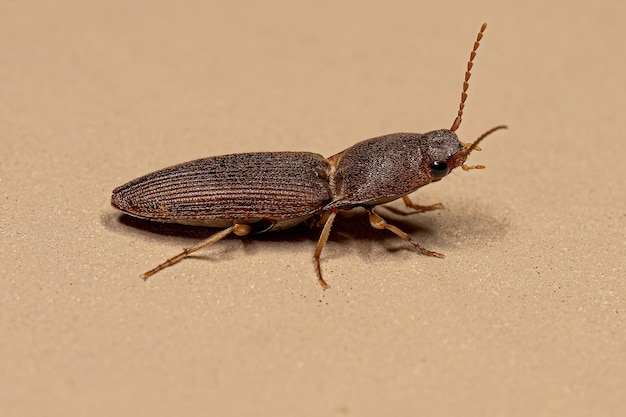 Photo adult click beetle