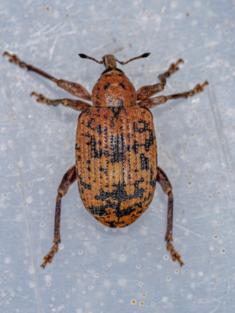 Hyperinae亜科の成虫の繭ゾウムシ