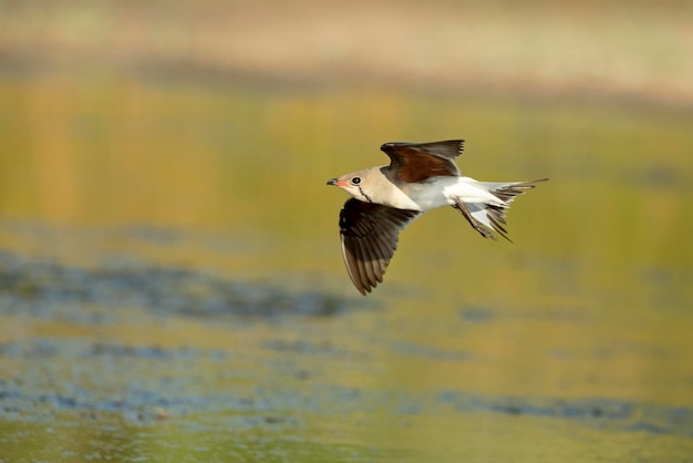 Pratincole dal collare adulto che vola nell'ultima luce del pomeriggio in una zona umida della spagna centrale