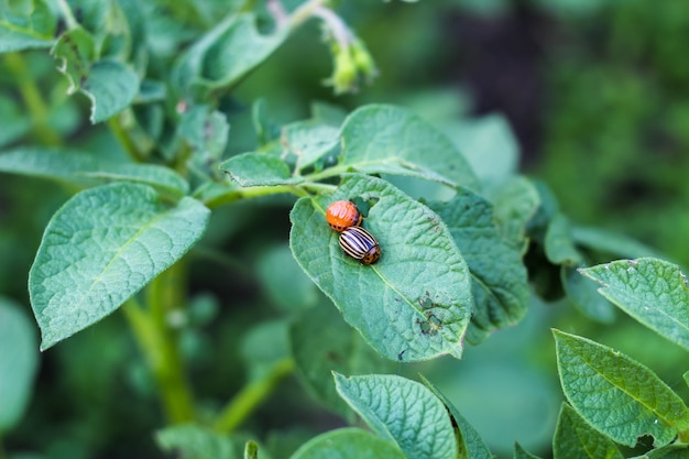 大人のコロラドハムシとその幼虫はジャガイモの葉の上に座っています。じゃがいもの葉を食べた