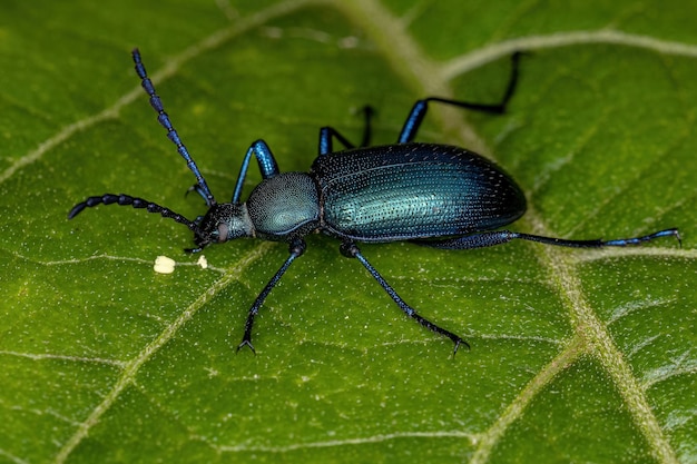 Adult Comb-clawed Darkling Beetle of the Subtribe Xystropodina