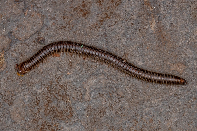 Adult Common Brown Millipede of the Order Spirostreptida