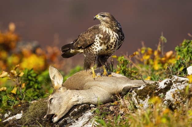 Adult common buzzard standing on dead doe in autumn.