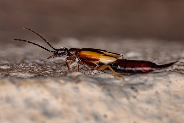 Photo adult common earwig of the family forficulidae