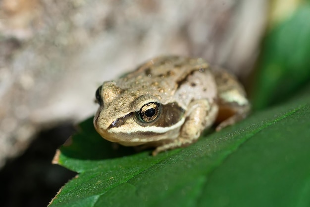 A adult Common European Toad Bufo bufo sitting on the ground in the garden