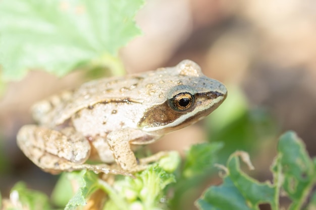 Взрослая обыкновенная европейская жаба Bufo bufo сидит на земле в садуx9