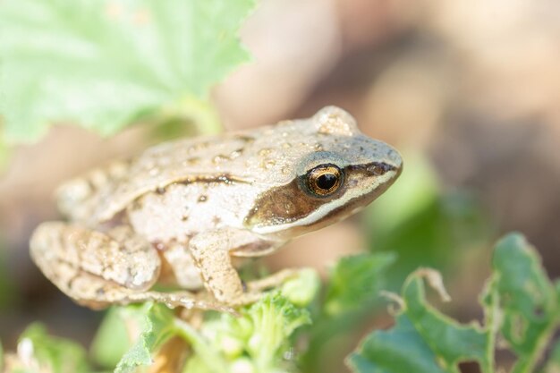 정원의 땅에 앉아 있는 성인 Common European Toad Bufo bufox9