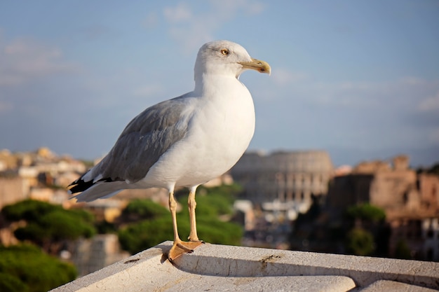 An adult common gull or Mew gull standing on a roof, Colosseum of Rome 