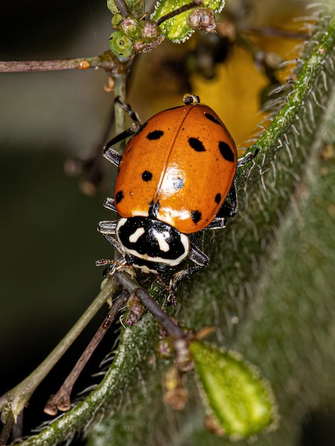 Adult Convergent Lady Beetle