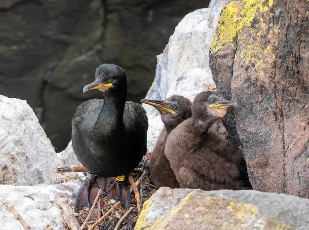 Adult cormorant with young chicks seating in the nestle. Isle of May. Scotland. UK