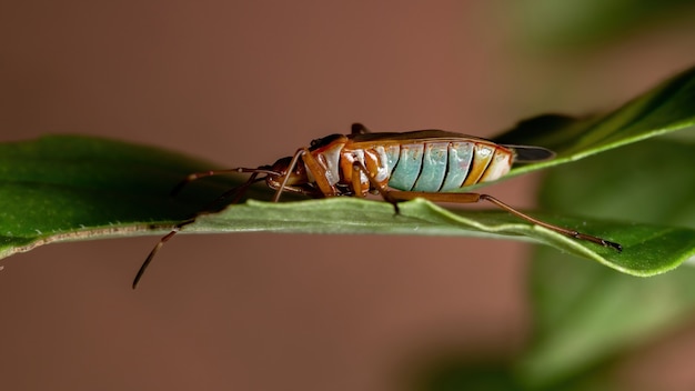 Adult cotton stainer bug of the genus dysdercus on a basil leaf