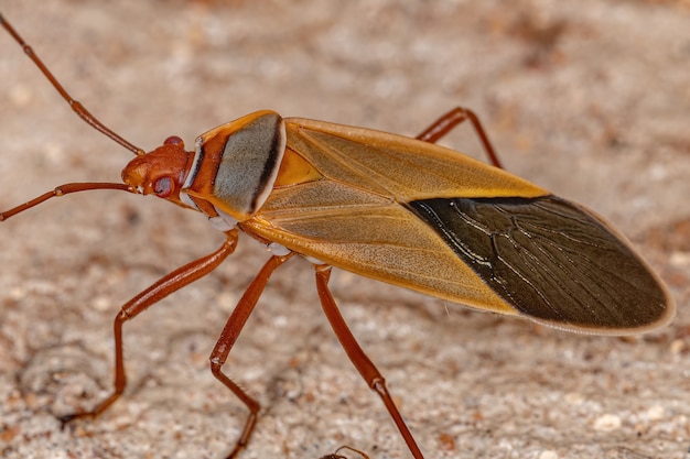 Adult Cotton Stainer Bug of the Genus Dysdercus