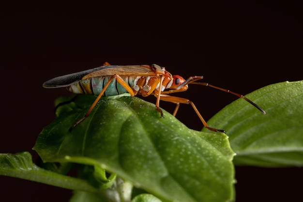 Adult Cotton Stainer Bug van het geslacht Dysdercus op een basilicumblad