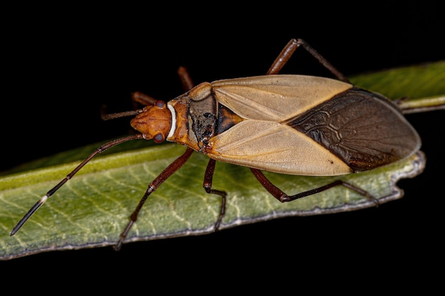 Adult Cotton Stainer Bug van het geslacht Dysdercus