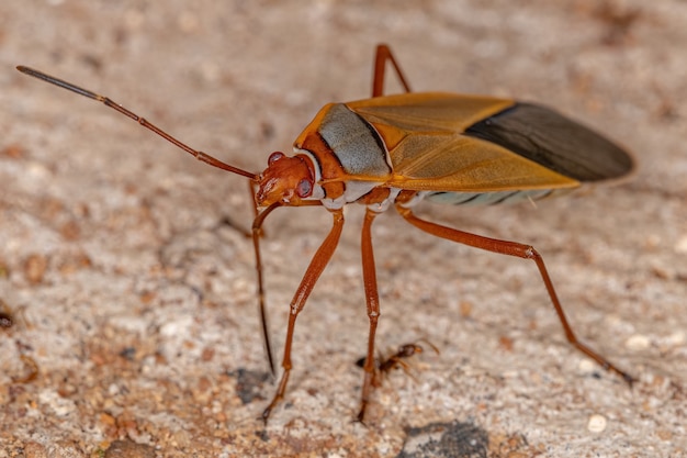 Adult Cotton Stainer Bug van het geslacht Dysdercus
