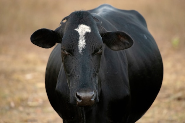 Mucca adulta in una fattoria brasiliana con messa a fuoco selettiva