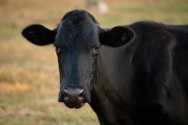 Adult cow in a Brazilian farm with selective focus