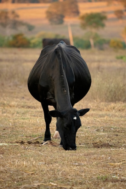 Adult cow in a Brazilian farm with selective focus