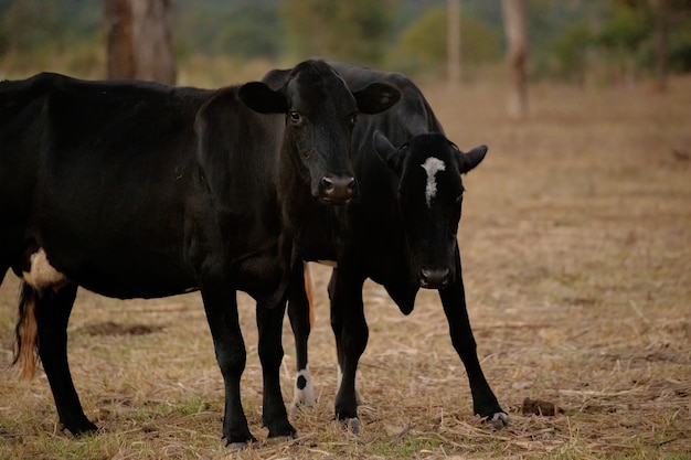 Adult cow in a Brazilian farm with selective focus