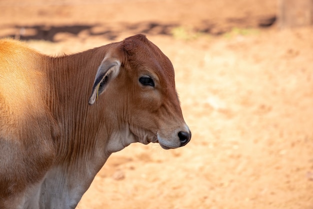 Adult cow in a Brazilian farm with selective focus