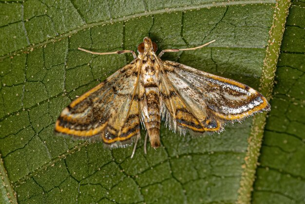 Adult Crambid Moth