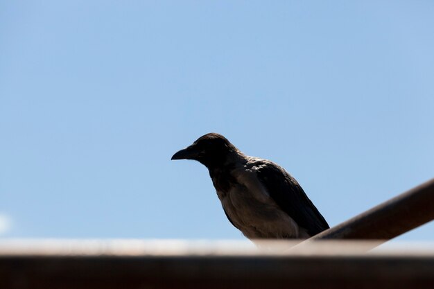 Adult crow sits on a fence against the blue sky, silhouette of a black bird