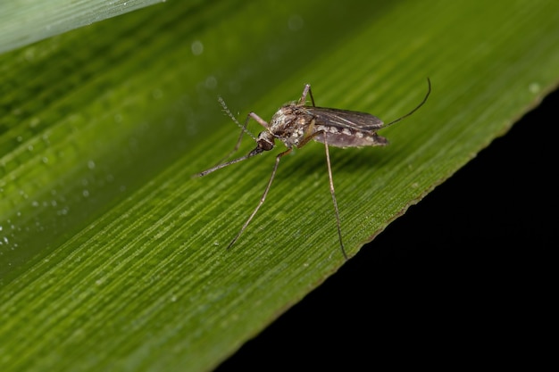 Adult Culicine Mosquito of the Genus Aedes