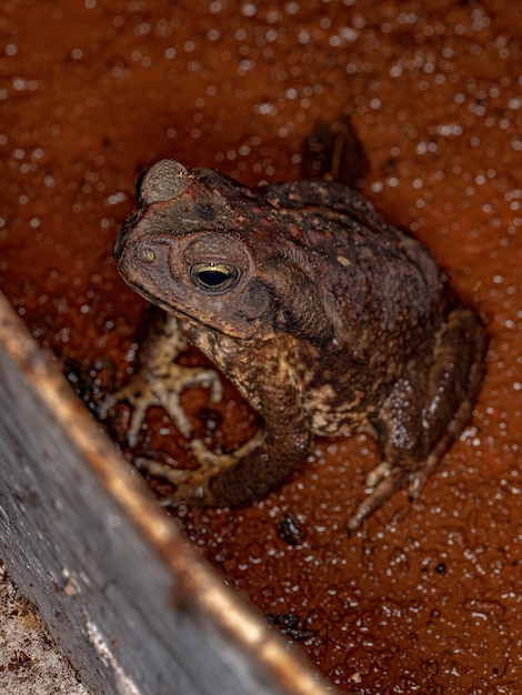 Adult Cururu Toad of the genus Rhinella