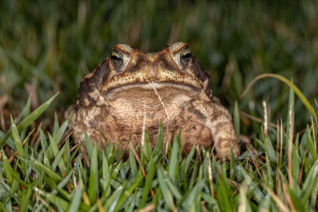 Adult Cururu Toad of the species Rhinella diptycha