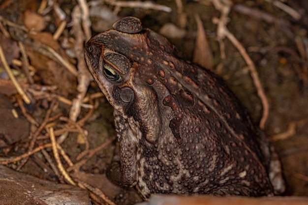 Rospo cururu adulto della specie rhinella diptica